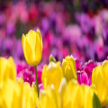 Wat is de beste tijd om tulpenvelden in Nederland te bezoeken?