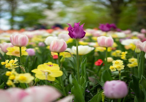 Waarom zijn tulpenvelden zo populair in Nederland?