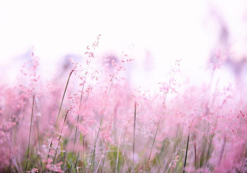 Waarom zijn Nederlandse duinen belangrijk voor natuur en waterbeheer?