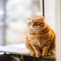 Wat betekent het gezegde 'de kat uit de boom kijken'?