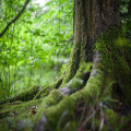 Wat betekent de uitdrukking 'door de bomen het bos niet meer zien'?