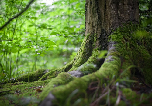 Wat betekent de uitdrukking 'door de bomen het bos niet meer zien'?