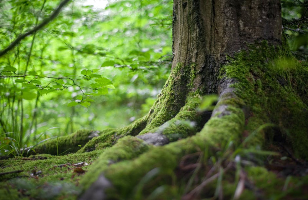 Wat betekent de uitdrukking 'door de bomen het bos niet meer zien'?