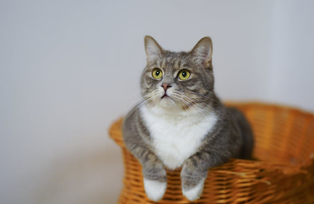 Wat betekent de uitdrukking 'de kat uit de boom kijken' precies?
