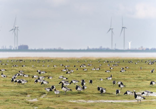 Wat is de beste manier om de Wadden te verkennen?