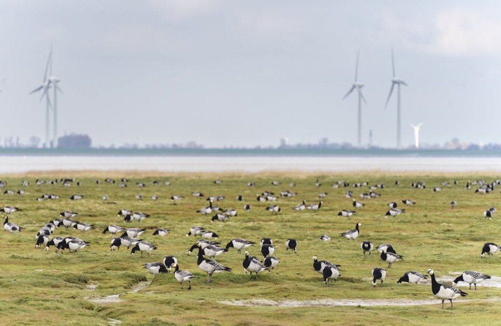 Wat is de beste manier om de Wadden te verkennen?