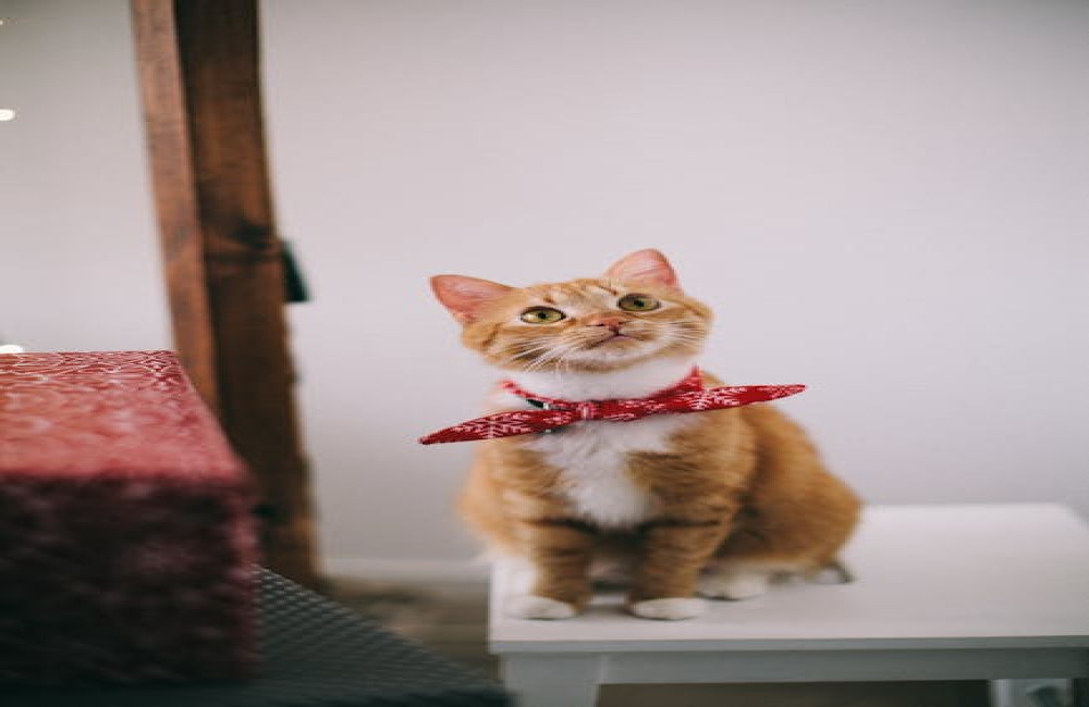 Wat betekent 'een kat in de zak kopen'? Uitgelegd met voorbeelden