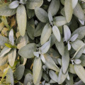 Salvia (salie): kruid, gebruik, gezondheid en verzorging