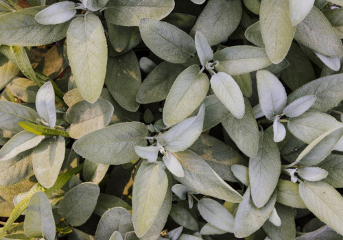Salvia (salie): kruid, gebruik, gezondheid en verzorging