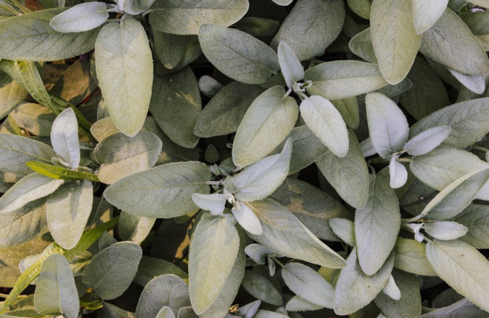 Salvia (salie): kruid, gebruik, gezondheid en verzorging
