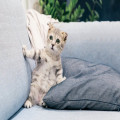 Wat betekent het spreekwoord ‘de kat uit de boom kijken’?