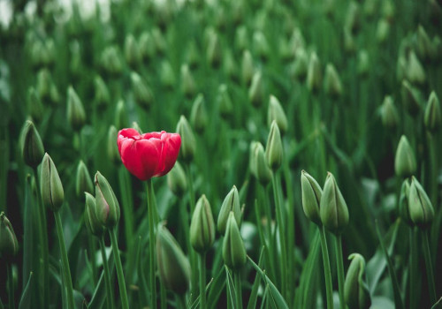 Wat is de keukenhof?