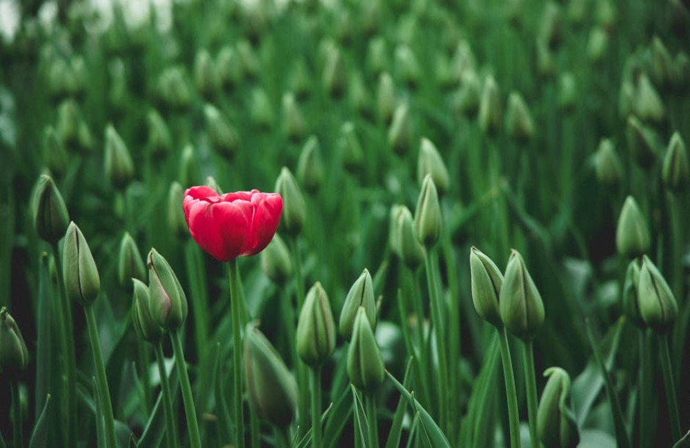 Wat is de keukenhof?