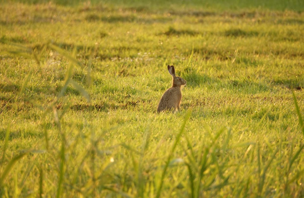 De slimme waterwerken: waarom de helft van nederland niet onder water staat