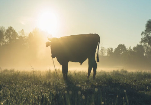 Wat betekent het spreekwoord ‘de koe bij de horens vatten’?