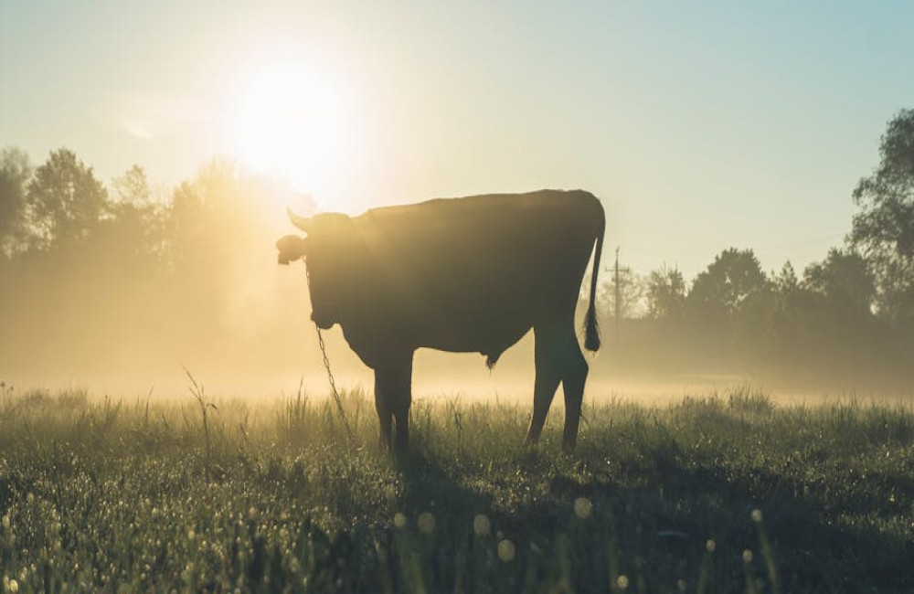 Wat betekent het spreekwoord ‘de koe bij de horens vatten’?