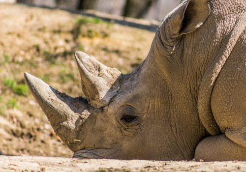 De meeste bedreigde dierensoorten ter wereld