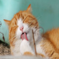 Wat betekent de uitdrukking een kat in de zak kopen?