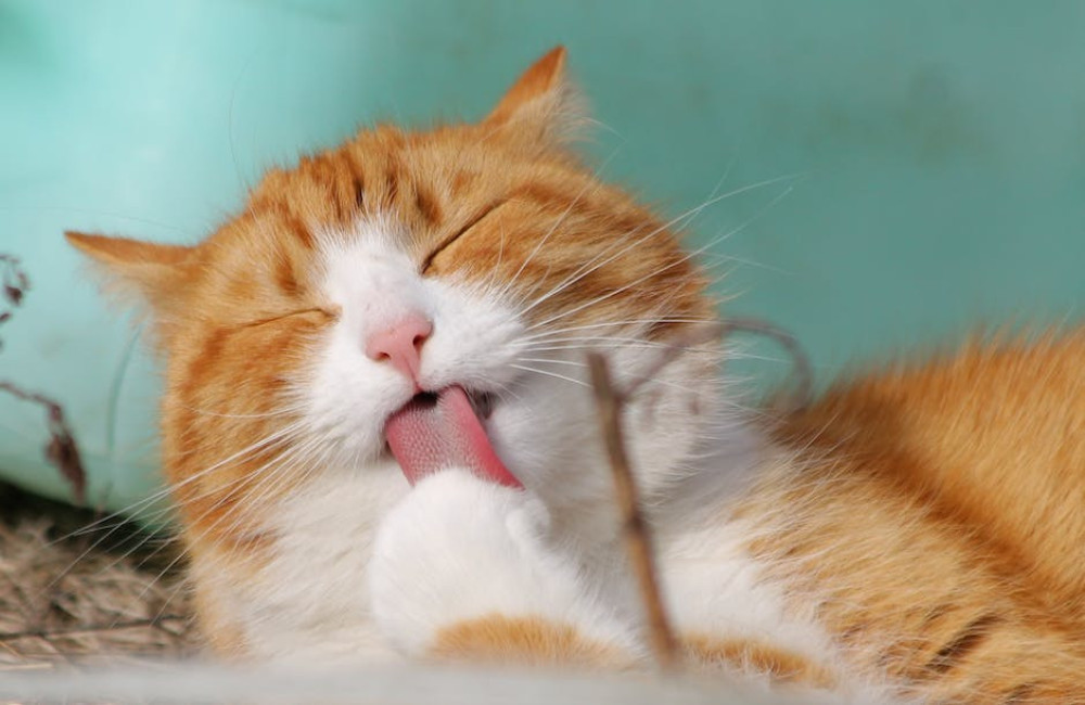 Wat betekent de uitdrukking een kat in de zak kopen?