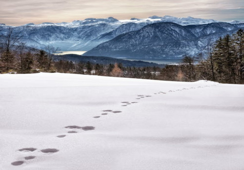 Waarom heeft Nederland speciale stiltegebieden en waar vind je ze?