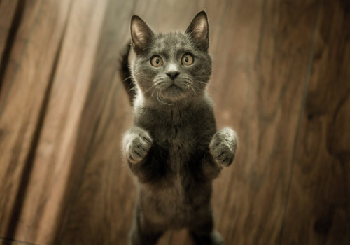 Wat is het spreekwoord: 'De kat uit de boom kijken' en waar komt het vandaan?