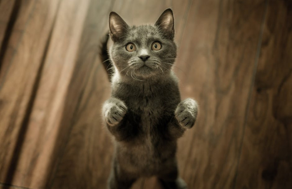 Wat is het spreekwoord: 'De kat uit de boom kijken' en waar komt het vandaan?